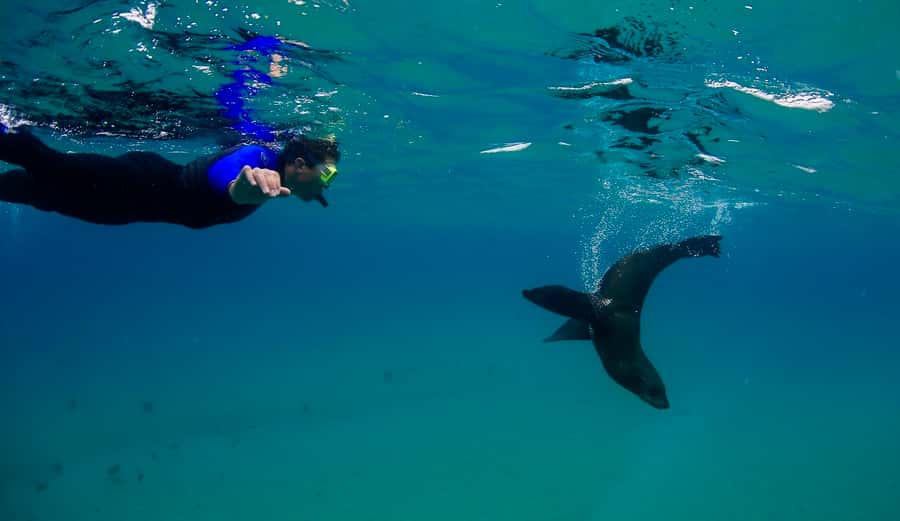 Sorrento: Seal and Sea Dragons 2-Hour Snorkel Experience - Sorrento Pier sets the scene