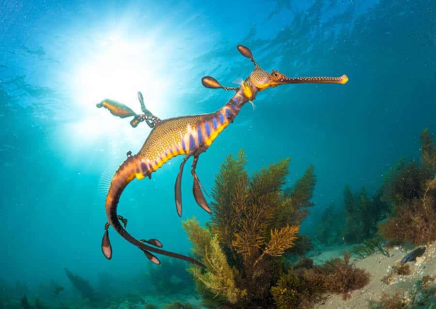 Sorrento: Seal and Sea Dragons 2-Hour Snorkel Experience - Wetsuits, gear, lunch, and hot drinks