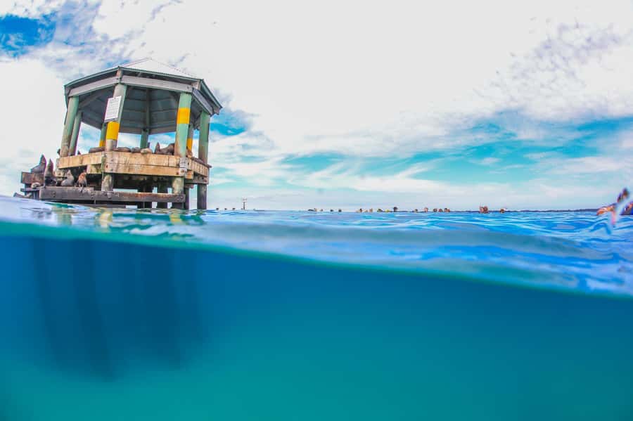 Sorrento: Seal and Sea Dragons 2-Hour Snorkel Experience - Is $92 good value?