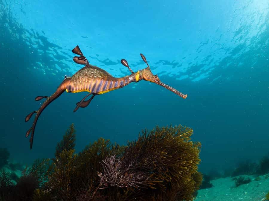 Sorrento: Seal and Sea Dragons 2-Hour Snorkel Experience - The cold-water question