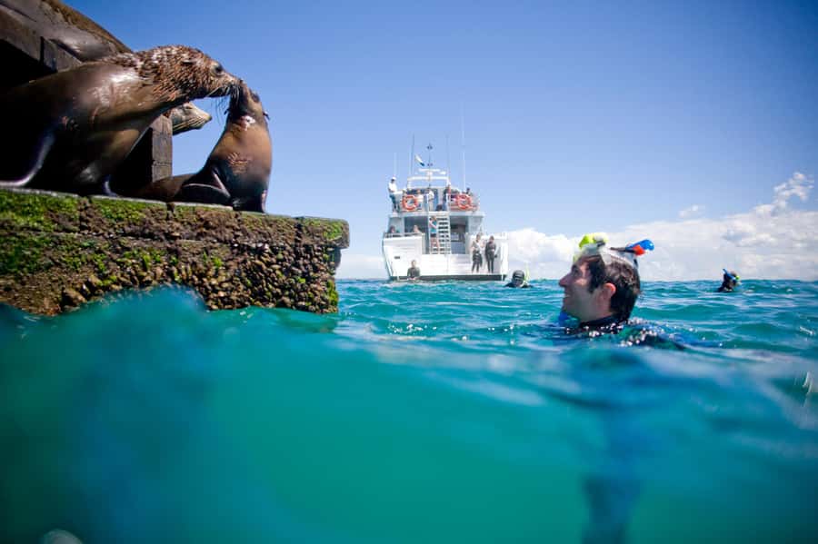 Sorrento: Seal and Sea Dragons 2-Hour Snorkel Experience - Who will enjoy this most?