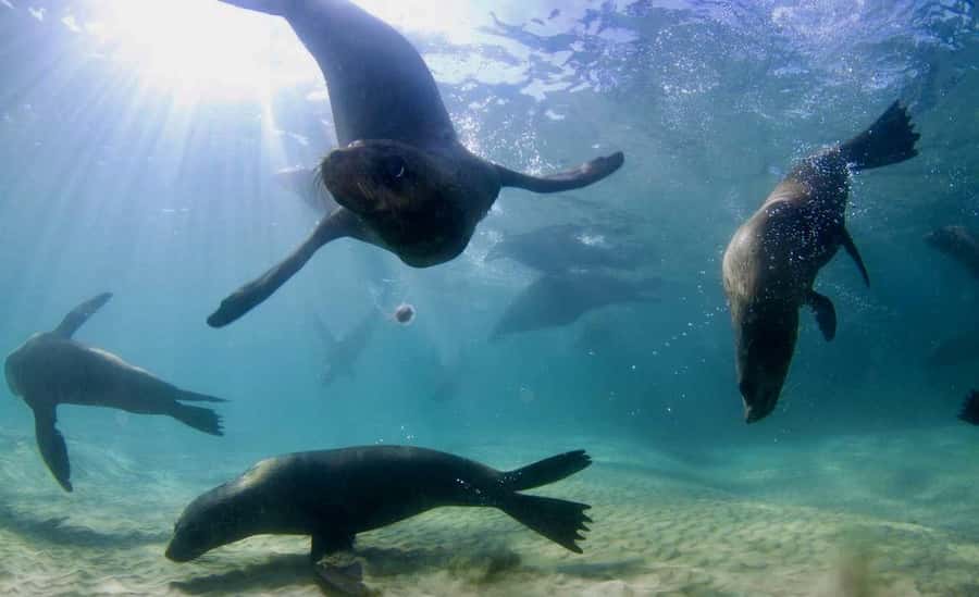 Sorrento: Seal and Sea Dragons 2-Hour Snorkel Experience - A scenic cruise across Port Phillip Bay