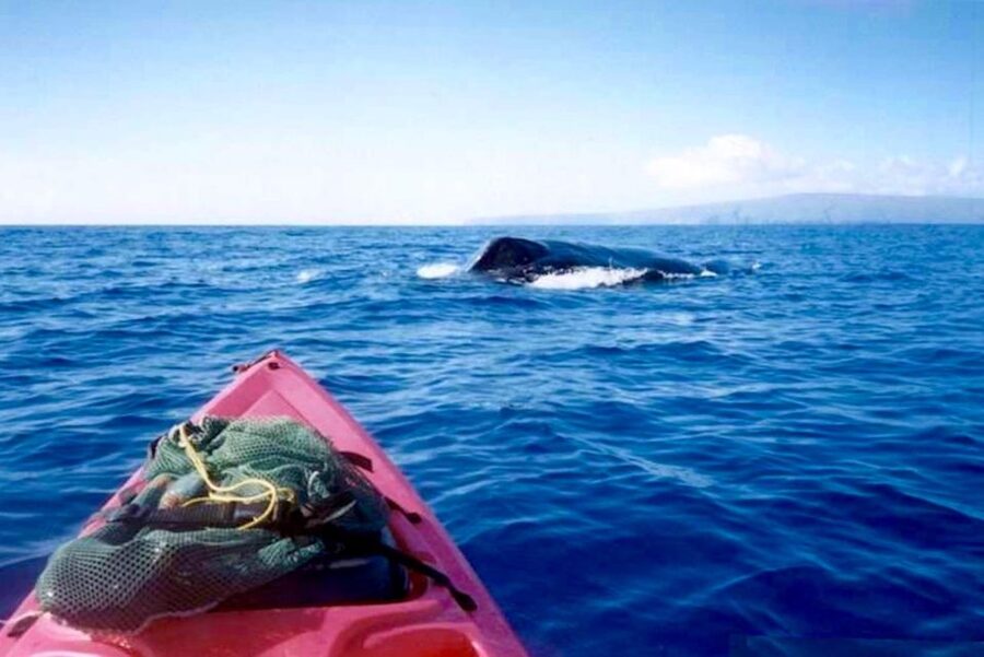 South Maui: Whale Watch Kayaking and Snorkel Tour in Kihei - A whale watch from water level