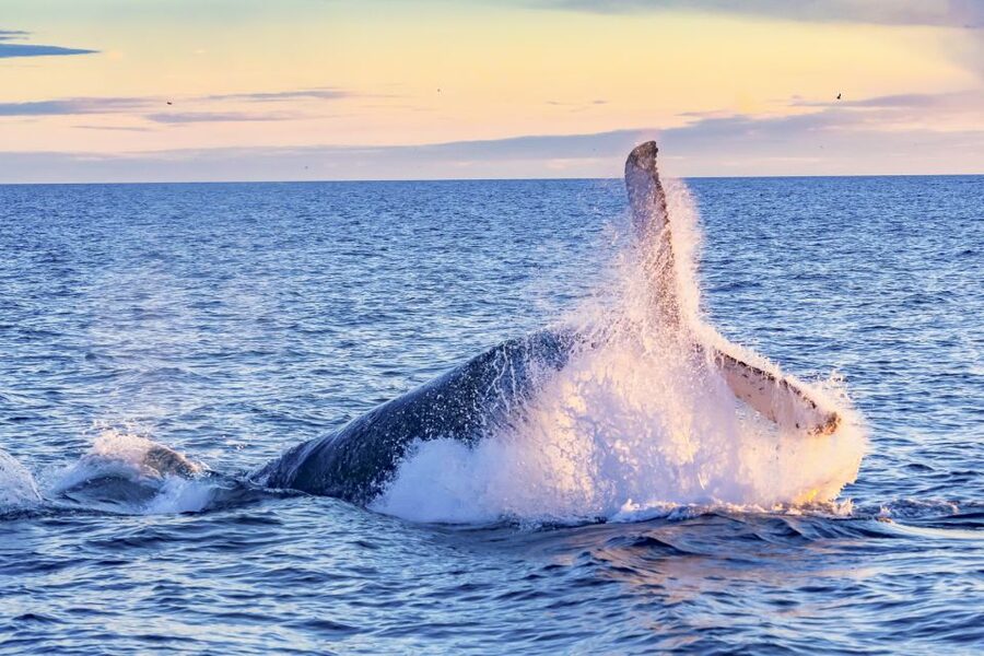 South Maui: Whale Watch Kayaking and Snorkel Tour in Kihei - Island stories between the sightings