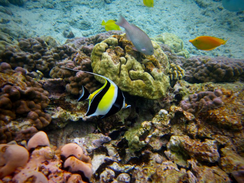 South Maui: Whale Watch Kayaking and Snorkel Tour in Kihei - Snorkeling at the Makena reef