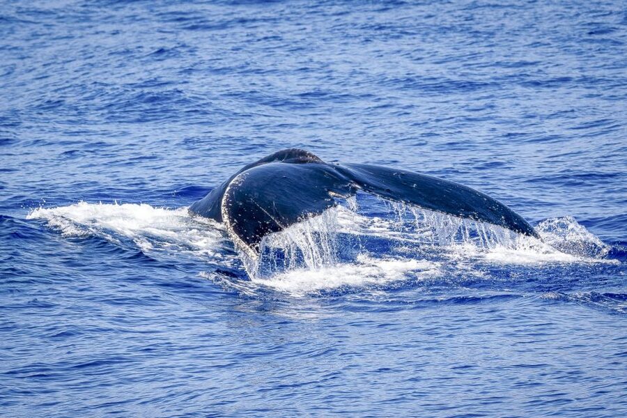 South Maui: Whale Watch Kayaking and Snorkel Tour in Kihei - Dolphins and other unexpected sightings