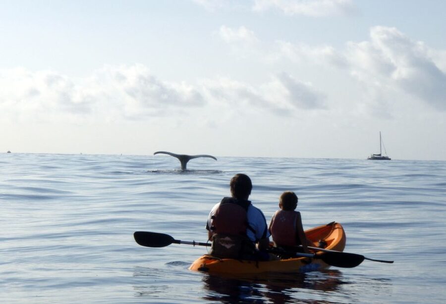 South Maui: Whale Watch Kayaking and Snorkel Tour in Kihei - Getting to Makena Landing Park