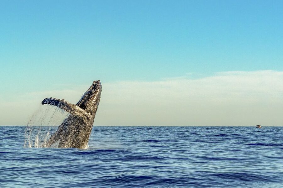 South Maui: Whale Watch Kayaking and Snorkel Tour in Kihei - Who will enjoy this tour most
