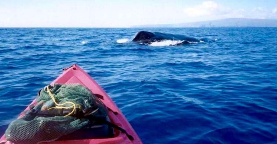 South Maui: Whale Watch Kayaking and Snorkel Tour in Kihei - Learning to handle the kayak