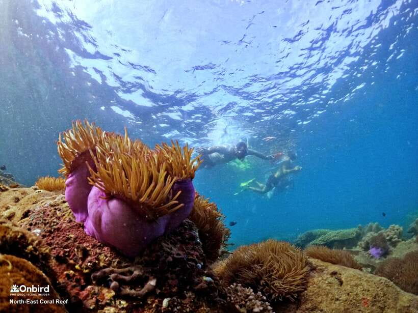 South Phu Quoc: Pro Snorkeling Tour by Speedboat - A quiet island finish with fruit and juice