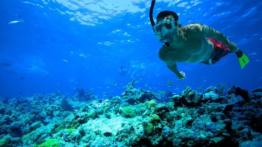 South Tenerife: Guided Snorkeling - A shore-based introduction to Tenerife’s Atlantic life