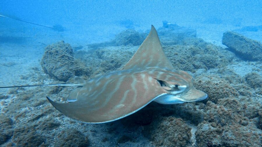 South Tenerife: Guided Snorkeling - Getting fitted with the right equipment