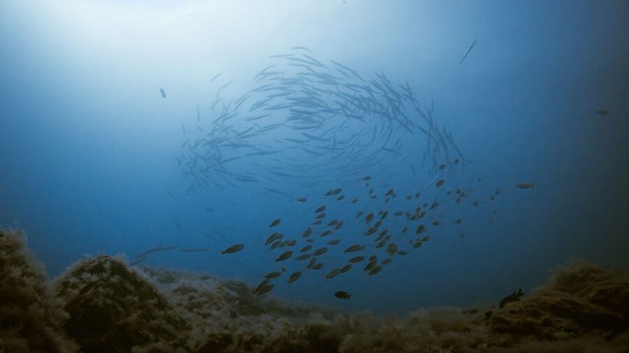 South Tenerife: Guided Snorkeling - Who will enjoy this South Tenerife snorkeling trip?