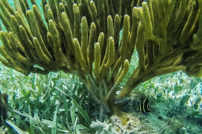 Speedboat and snorkel tour: Single Passenger Boat - Following the guide through Cancun’s water