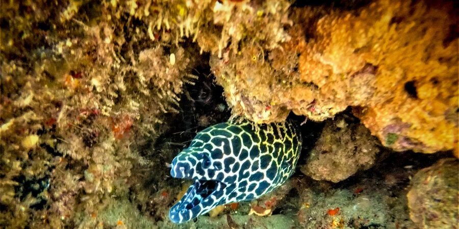 St. Lucia: Cape Vidal Snorkeling Adventure - Key points at a glance