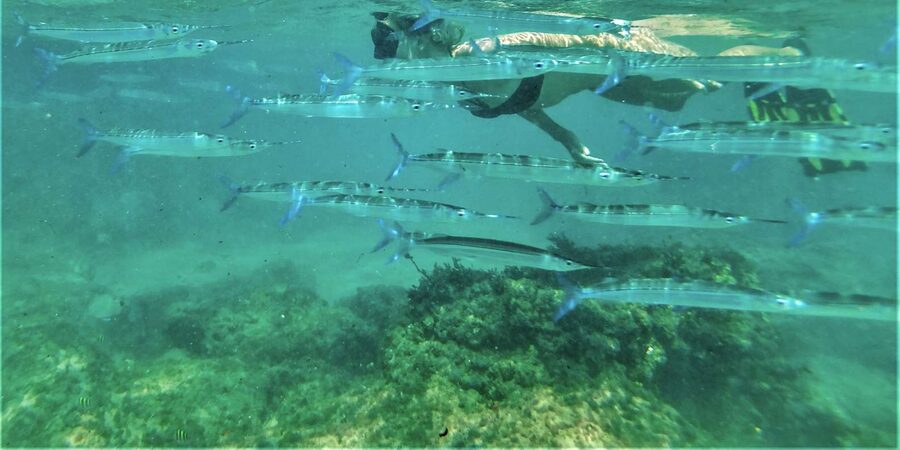St. Lucia: Cape Vidal Snorkeling Adventure - One to one and a half hours among rocks and fish