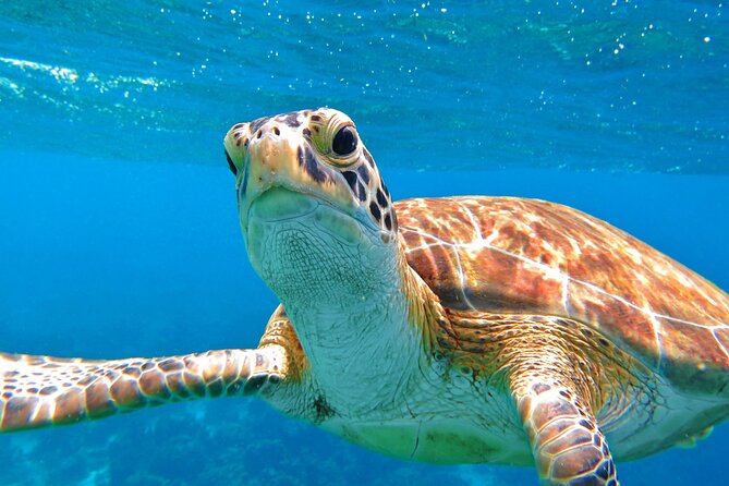 St Thomas Mangrove Lagoon Kayak and Snorkel Tour in the US Virgin Islands - Arriving at the southern coast of St. Thomas