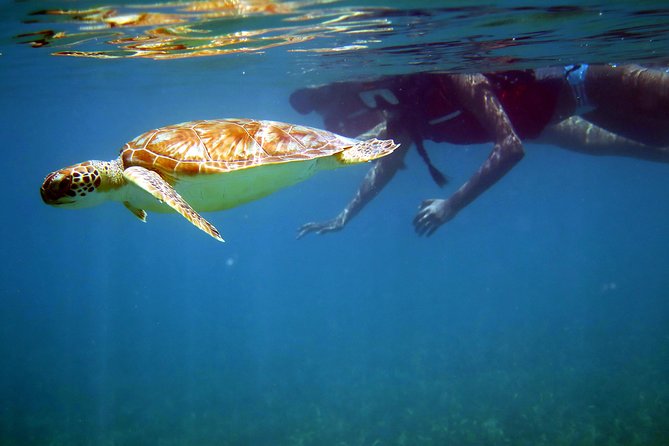 St Thomas Sea Turtle Snorkel Kayak Adventure Tour - Key things to know before booking