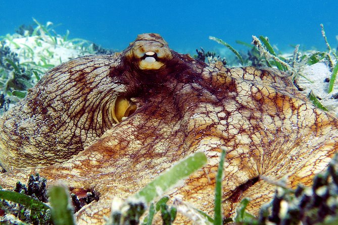 St Thomas Sea Turtle Snorkel Kayak Adventure Tour - Snorkeling with green sea turtles