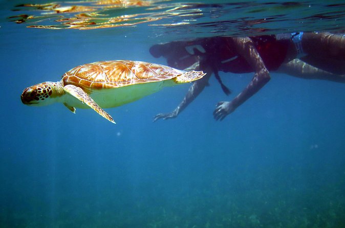 St Thomas Sea Turtle Snorkel Kayak Adventure Tour - Kayaking: scenic, useful, and more demanding than it sounds