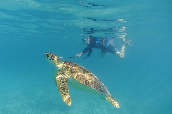 St Thomas Sea Turtle Snorkel Kayak Adventure Tour - Photos, group size, and the price question