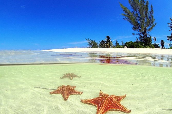 Stingray City and Starfish Experience with Coral Reef Snorkeling - Key points at a glance