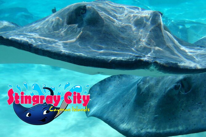 Stingray City and Starfish Experience with Coral Reef Snorkeling - Starfish Point is calm, shallow, and easy for children
