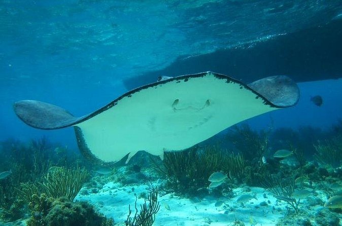 Stingray City Experience Plus One Snorkeling Stop - The $75 price and what it really covers