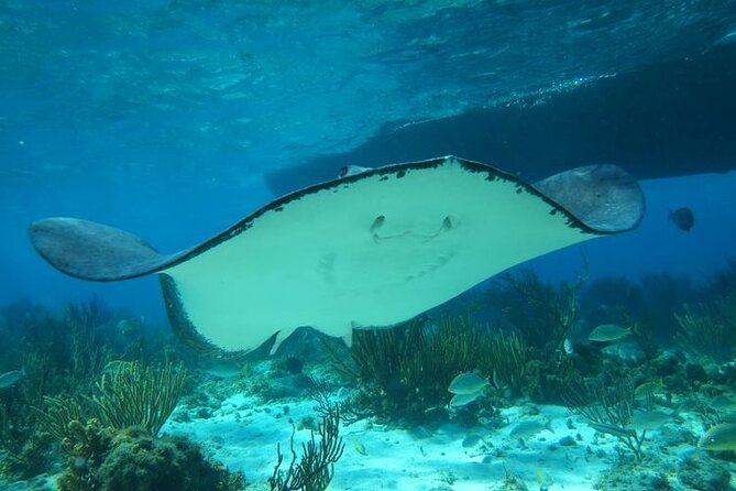 Stingray City Experience Plus One Snorkeling Stop - What to pack and how to prepare
