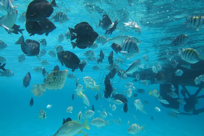 Stingray City Experience Plus One Snorkeling Stop - The snorkeling stop: Coral Gardens or Barrier Reef