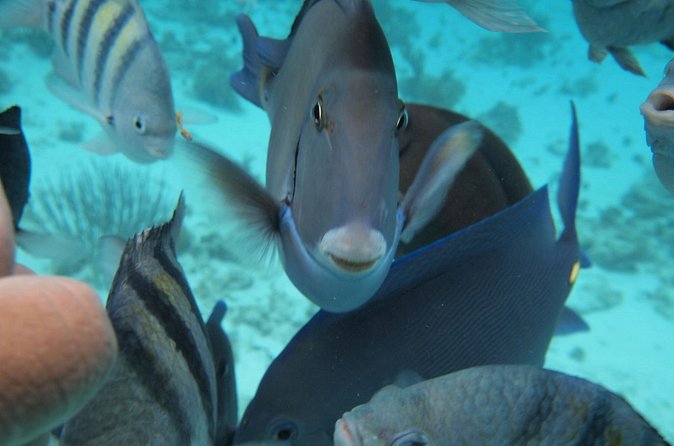 Stingray City Experience Plus Two Snorkeling Stops on Grand Cayman - Who will enjoy this trip most
