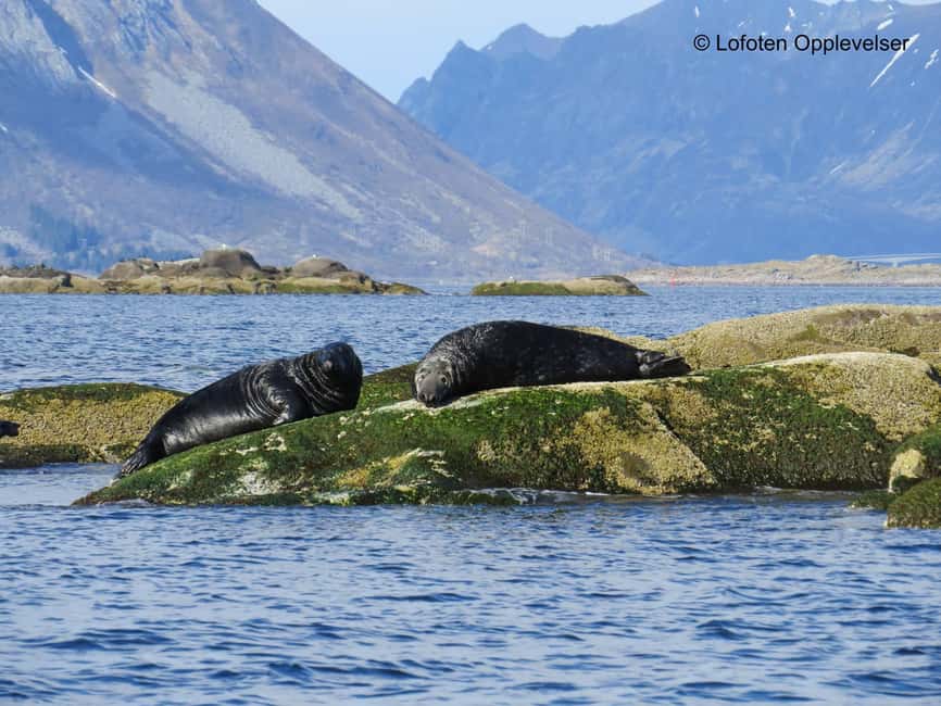 Summer Snorkeling with Grey Seals - The Grey Seals Are the Wild Card