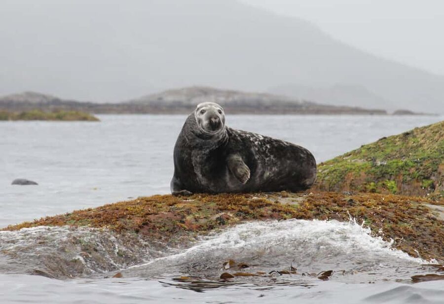 Summer Snorkeling with Grey Seals - A 90-Minute Look at Lofoten Below the Surface