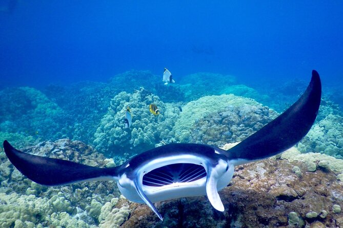 Sunset and Manta Ray Snorkel Adventure - Meeting the manta rays after dark
