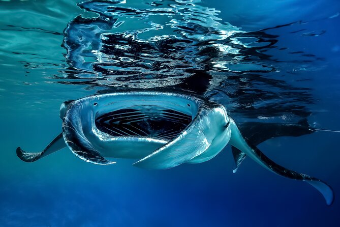 Sunset Cruise & Manta Night Snorkeling Charter - What the manta encounter can look like