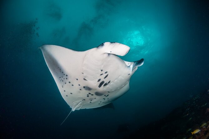 Sunset Cruise & Manta Night Snorkeling Charter - Snacks, drinks, and what you need to bring