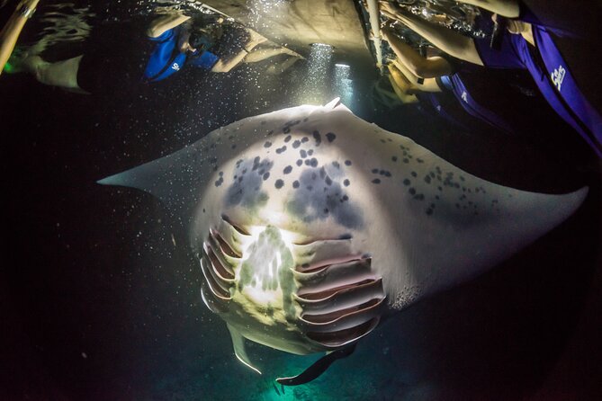 Sunset Cruise & Manta Night Snorkeling Charter - Is $990 a fair price for six people?