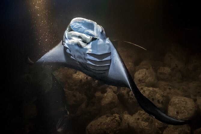Sunset Cruise & Manta Night Snorkeling Charter - Who will enjoy this Big Island night snorkel?
