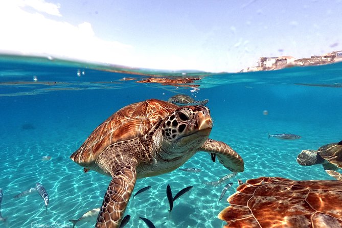 Swim and Snorkel with Sea Turtles - Key details before you book