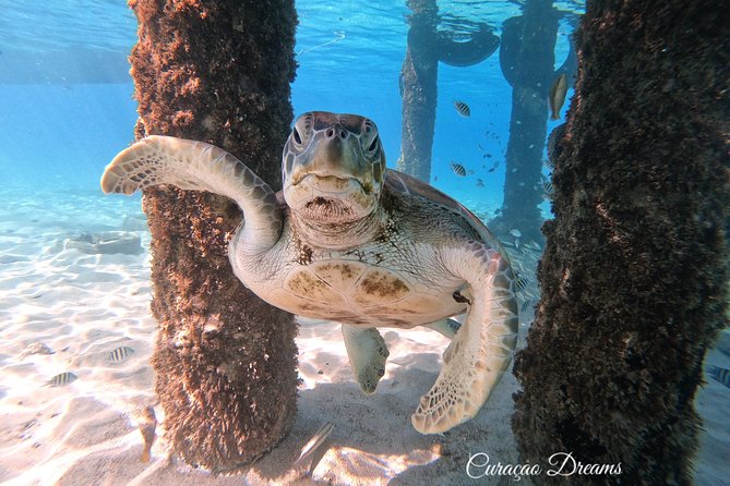 Swim and Snorkel with Sea Turtles - The turtle swim begins right from the sand