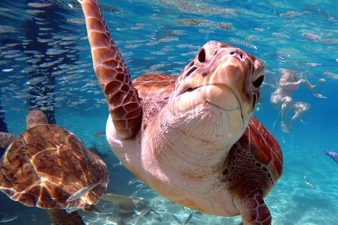 Swim and Snorkel with Sea Turtles - A short flamingo stop adds a different kind of wildlife