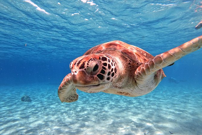 Swim and Snorkel with Sea Turtles - Transportation can be easy, but timing needs attention