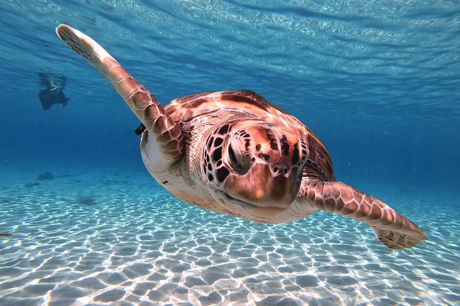 Swim and Snorkel with Sea Turtles - Is $99 a fair price?