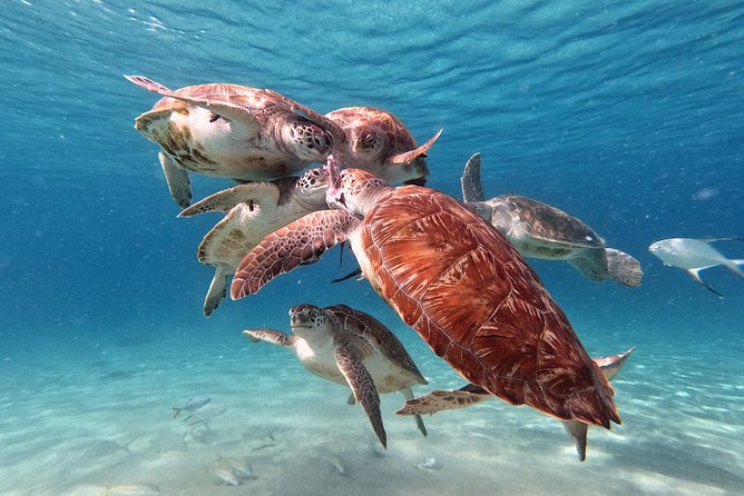 Swim and Snorkel with Sea Turtles - Who will enjoy this most?
