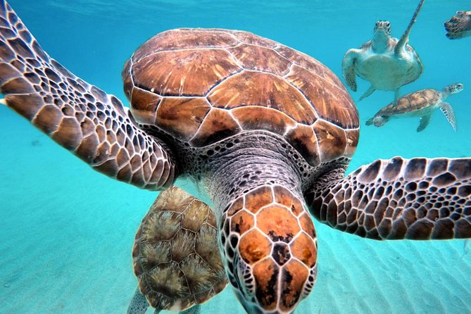 Swim and Snorkel with Sea Turtles - Booking, weather, and cancellation details