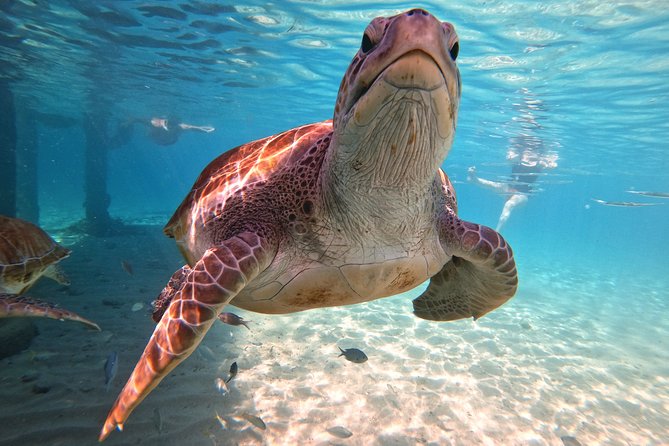 Swim and Snorkel with Sea Turtles - Patrick, Eddie, and the human side of the trip