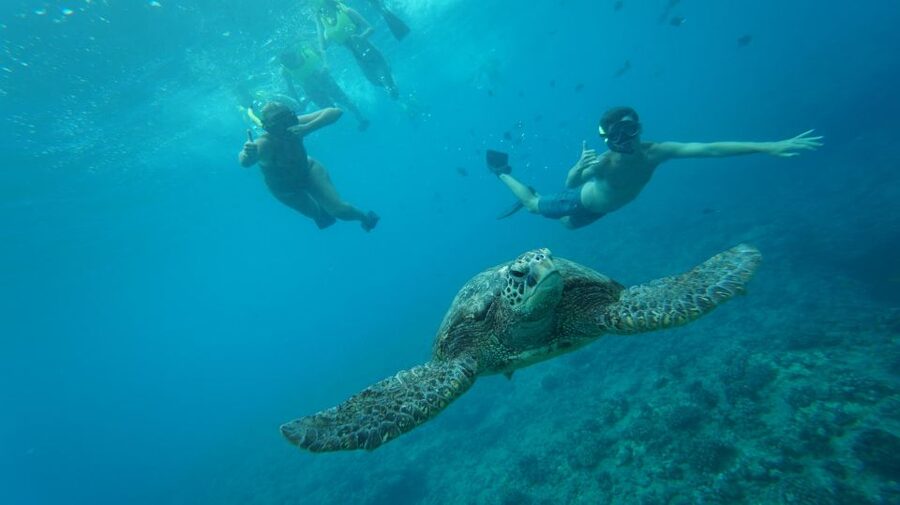 Swim with Wild Dolphins Oahu Speedboat Snorkeling Adventure! - Key points before you book