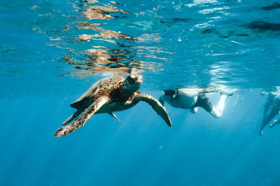 Swim with Wild Dolphins Oahu Speedboat Snorkeling Adventure! - Booking details worth checking