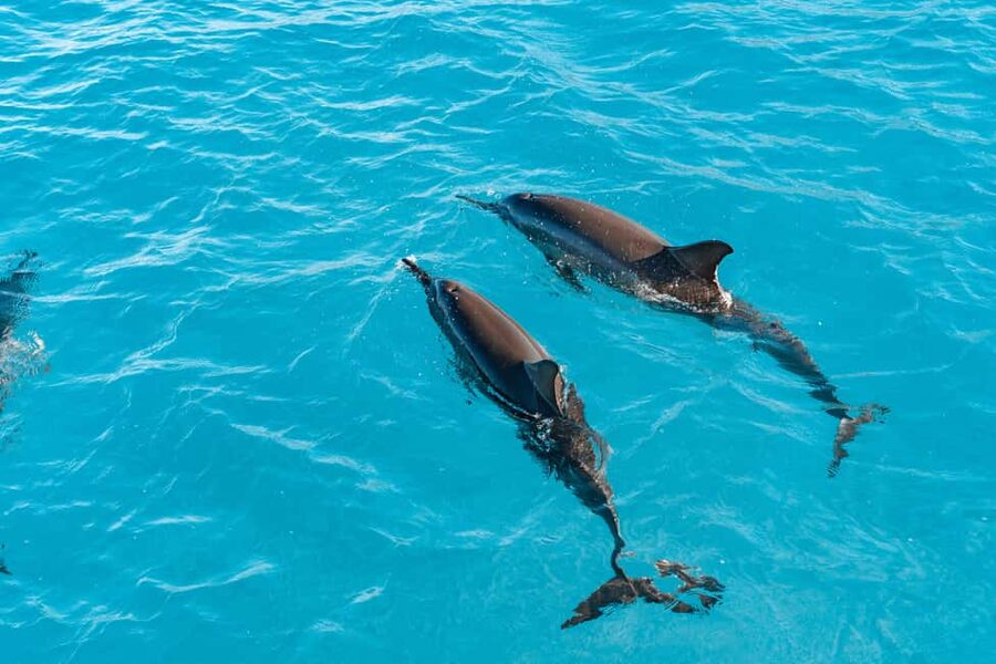 Swim with Wild Dolphins Oahu Speedboat Snorkeling Adventure! - Wild dolphins require patience and luck