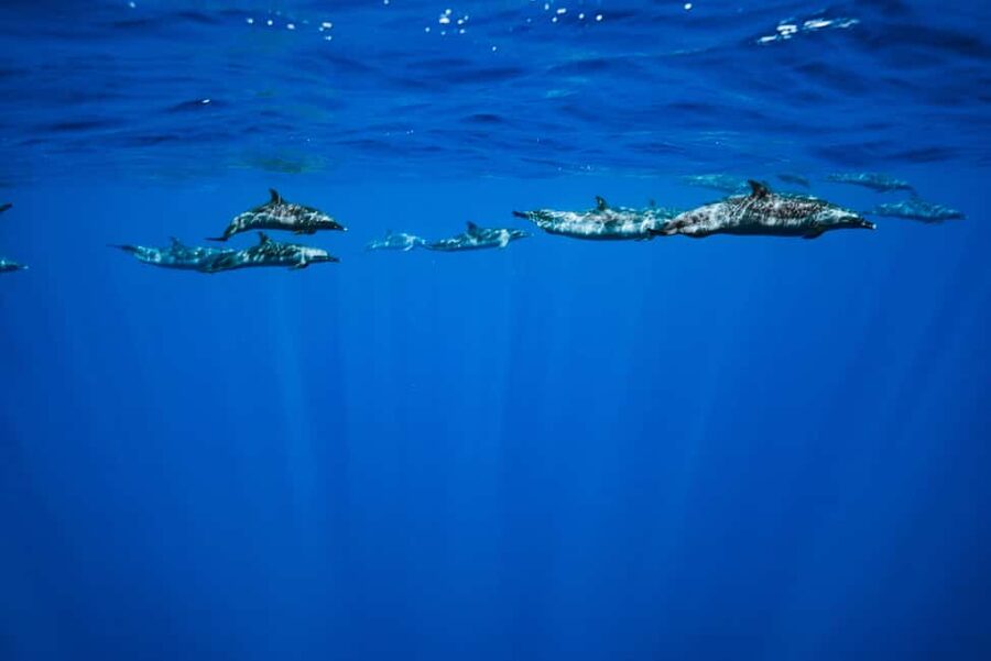 Swim with Wild Dolphins Oahu Speedboat Snorkeling Adventure! - Lunch arrives between the wildlife stops